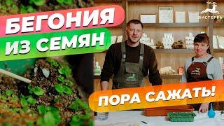 БЕГОНИЯ ИЗ СЕМЯН ОТ А ДО Я | БЕГОНИЯ РАЗМНОЖЕНИЕ В ДОМАШНИХ УСЛОВИЯХ