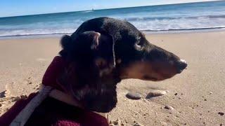 A YEAR WITH THEO THE MINI DACHSHUND