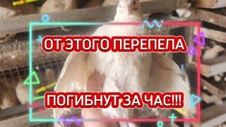 От этого перепела ПОГИБНУТ за час! охлаждение пепереплятни, чем я спасаюсь.