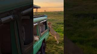 A Close Call With Maasai Lions !!!