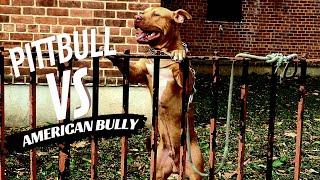 Pit Bull Terrier vs American Bully | What's the Difference???