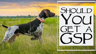 5 Things To Consider When Getting A German Shorthaired Pointer