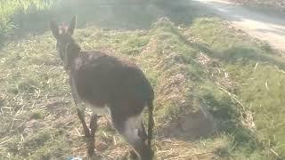 donkey mating | donkey and horse mating