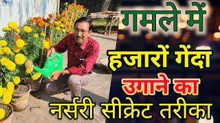 गमले में हजारों गेंदा उगाने का नर्सरी सीक्रेट तरीका / Growing thousands of Marigolds in Container