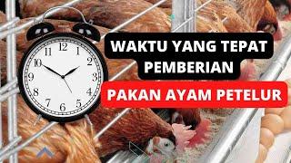 Waktu pemberian pakan ayam petelur