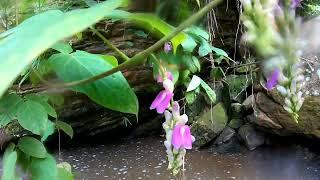 Thermal Baths | Baños Termales | Chazuta  Peru | 2022