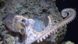 Caribbean Octopus Vulgaris Hatchlings | California Academy of Sciences