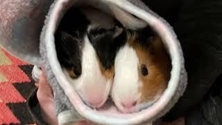  Two guinea pigs in a pod  (my sister's guinea pigs)