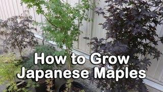 All About Japanese Maples - Weeping and Upright Varieties, Heights, Leaf Color Information