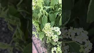 Bees on Frostweed. They love it!  #bees #frostweed #farmlife #shorts