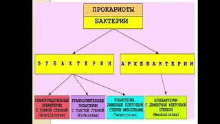 Сырымбетов С.Т. Введение в биологию. Лекция №11