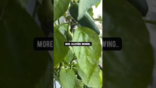 How to Grow Jalapeños! creative explained