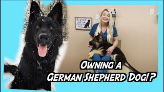 Owning A German Shepherd Dog !? | NEED TO KNOW!