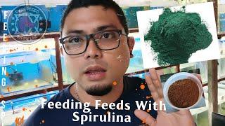 FEEDING FEEDS WITH SPIRULINA TO MY GUPPY | Basics Guppy Keeping | Ryan Perez