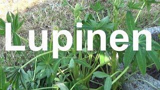 Lupinen pflege gießen düngen Standort vermehren überwintern schneiden Lupine Lupinus Wolfsbohne