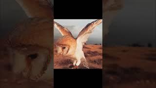 Beautiful Owl in Slow motion mood