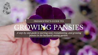 How to Grow Pansy and Viola Flowers from Seeds (UPDATED) - Planting Pansies from Seed