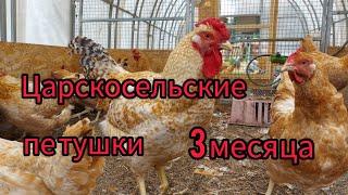 Царскосельские петушки.  Вес тушки в 3 месяца.