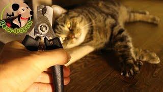 Как подстричь когти кошке? Как приучить кошку стричь когти?