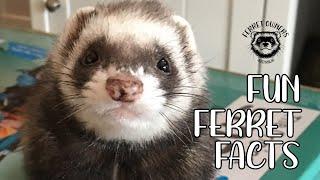 Ferret Facts - Learn About Ferrets - Ferrets in Australia - What Ferrets Eat