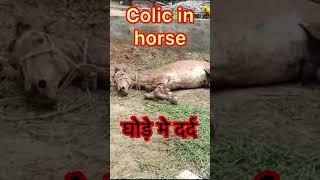 Colic in horse l dr umar khan