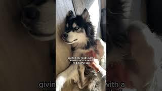 my husky is looking for a new Mrs.dad #husky #huskies #dogvideos