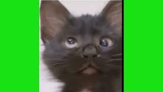 Black Kitten saying Ha