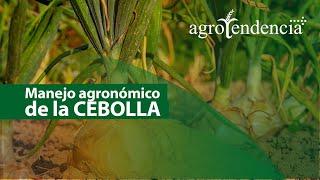 Cultivo de cebolla | Manejo agronómico y sistemas de producción