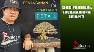 KOREKSI PERANTINGAN & PROGRAM AKAR BONSAI ANTING PUTRI