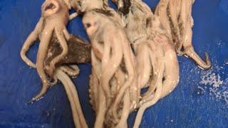 Fresh squid clean|#shorts |cooking side