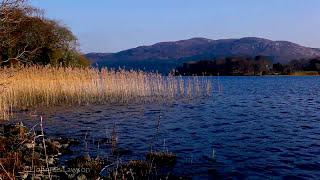 Relaxing Lake Waves Nature Sounds Ambience - Lake Water Lapping Sound & Birds Singing for Sleeping