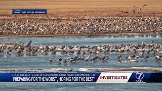 Sandhill crane deaths from bird flu in eastern U.S. has Nebraska on alert