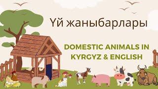 Үй жаныбарлары - Domestic Animals in Kyrgyz & English