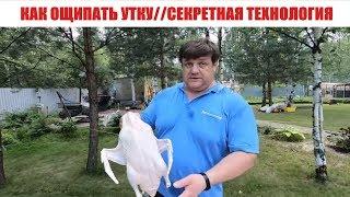 КАК ОЩИПАТЬ УТКУ//ОЩИП УТОК В РУЧНУЮ // СЕКРЕТНАЯ ТЕХНОЛОГИЯ