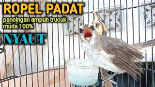 suara trucukan GACOR EMOSI ROPEL PADAT buat pancingan trucuk agar cepat bunyi JADIKAN burung nyaut