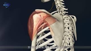 [human anatomy] axillary nerve 【人体解剖】腋神经