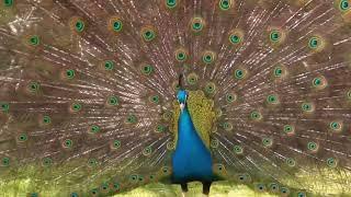 Teletubbies Magical Event Peacock