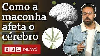 O efeito da maconha na cognição e psicologia, segundo estudos