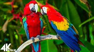 Macaw Parrots 4K - Relaxing Music With Colorful Birds In The Rainforest