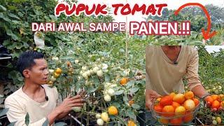 pupuk tomat agar berbuah lebat dari awal tanam sampe panen.#tomat #pupuk