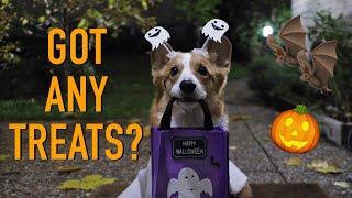 DOG'S HALLOWEEN! - Topi the Corgi