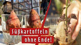 Süßkartoffeln zu Hause selbst anbauen | MDR Garten