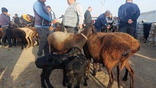 01.10.2024 SOVLIQ QUYLAR BOZORDA TULIB KETDI QARSHI KARVON MOL BOZORIDA