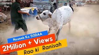 Naseeb Ka Soda I Rao ki RaniSah | Story