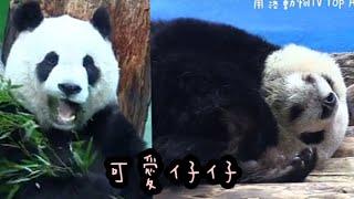 圓仔吃飽就睡好享受，一舉一動都可愛|熊貓貓熊The Giant Panda Yuan Yuan and Yuan Bao|台北市立動物園