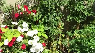 A tour of my garden!