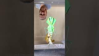 Praying Mantis molting Timelapse #1738