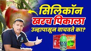 सिलिकॉन चे फायदे | silicon fertilizer uses in marathi #silicon #सिलिकॉन #bharatagri 