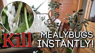 How to Kill Mealybugs INSTANTLY ️ Easy DIY Solution