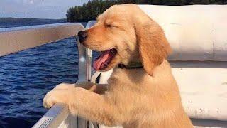 Top FUNNY PUPPIES That’ll Instantly Make Your Day Better!  Funniest Animal Videos